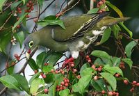 Thick-billed Green Pigeon - Treron curvirostra