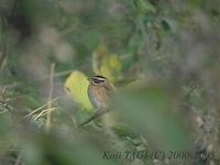 Tristram's Bunting - Emberiza tristrami