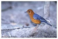 Orange-headed Thrush - Zoothera citrina