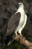 White bellied Sea Eagle