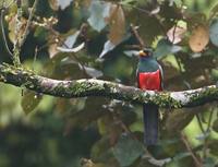 Black-tailed Trogon (Trogon melanurus) photo