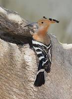 Madagascar Hoopoe (Upupa marginata) photo