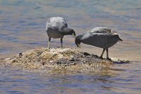 Horned Coot - Fulica cornuta