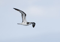 Dark-rumped Petrel (Pterodroma phaeopygia) photo