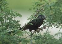 Groove-billed Ani (Crotophaga sulcirostris) photo