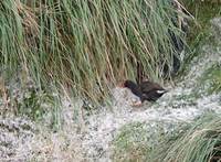 Gough Moorhen (Gallinula comeri) photo