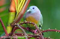 Pink-necked Pigeon - Treron vernans
