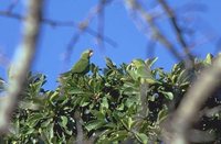 Crimson-fronted Parakeet - Aratinga finschi