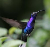 Violet Sabrewing - Campylopterus hemileucurus