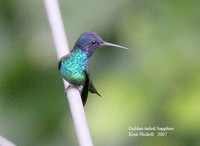 Golden-tailed Sapphire - Chrysuronia oenone