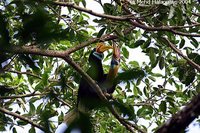 Knobbed Hornbill - Aceros cassidix