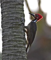 Crimson-crested Woodpecker - Campephilus melanoleucos