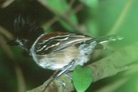 Black-crested Antshrike - Sakesphorus canadensis