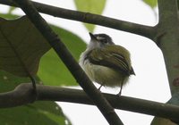 Black-capped Pygmy-Tyrant - Myiornis atricapillus