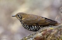 Plain-backed Thrush - Zoothera mollissima