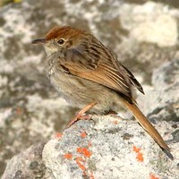 Red-headed Cisticola - Cisticola subruficapillus