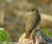 Blue-and-white Flycatcher - Cyanoptila cyanomelana