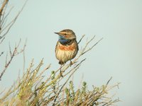 Bluethroat - Luscinia svecica