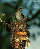 Brown-backed Honeyeater - Ramsayornis modestus