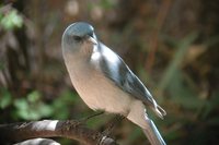 Mexican Jay - Aphelocoma ultramarina