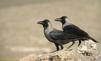 House Crow - Corvus splendens