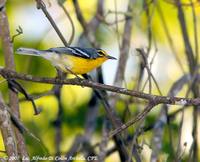 Adelaide Warbler - Dendroica adelaidae