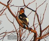 White-rumped Tanager - Cypsnagra hirundinacea