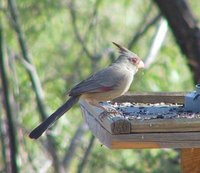 Pyrrhuloxia - Cardinalis sinuatus