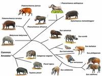 Suiforme diversity and phylogenetic relationship.