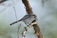 Cuban gnatcatcher, Polioptila lembeyei