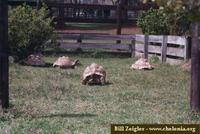 Leopard Tortoise, Geochelone pardalis babcocki