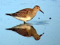 Pectoral Sandpiper. Photo by Greg Gillson