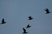 Whimbrel