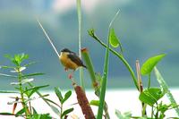 Ashy Prinia 2