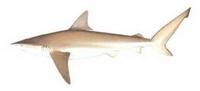 Bronze Whaler Shark - Carcharhinus brachyurus
