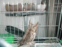 197 큰소쩍새 Collared Scops Owl
