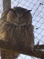 Europäischer Uhu (Bubo bubo)