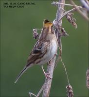 Yellow-throated Bunting Emberiza elegans 노랑턱멧새