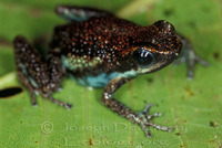 : Ameerega parvula; Ruby Poison Dart Frog