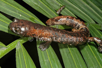 : Bolitoglossa dofleini; Giant Palm Salamander