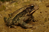 : Bufo valliceps; Gulf Coast Toad