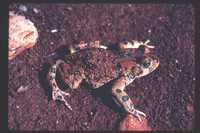 : Bufo viridis; Green Toad