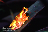 : Dendropsophus ebraccatus