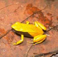 : Mantella crocea