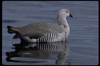 : Chloephaga picta leucoptera; Upland Goose