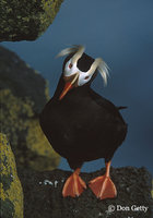 : Fratercula cirrhata; Tufted Puffin