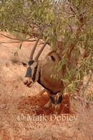 : Oryx beisa callotis; East African Oryx