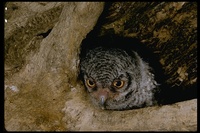 : Otus kennicottii; Western Screech-owl