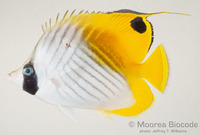 : Chaetodon auriga