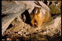 : Marmota flaviventris; Yellow-bellied Marmot